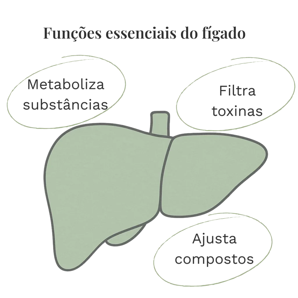 Desenho simples de um fígado verde com três chamadas laterais indicando funções como metabolizar substâncias, filtrar toxinas e ajustar compostos químicos.